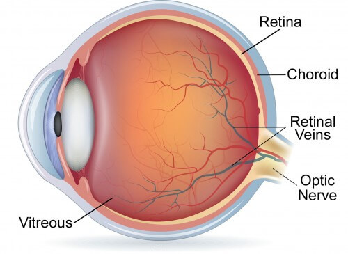 Anatomy of the Eye - Retina-Vitreous Surgeons of CNY